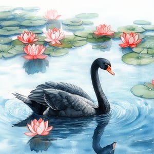 May include: A black swan with an orange beak swims in a pond with pink water lilies. The water is clear and blue, and the lilies are in bloom.