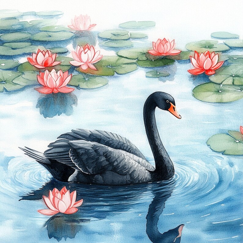 May include: A black swan with an orange beak swims in a pond with pink water lilies. The water is clear and blue, and the lilies are in bloom.