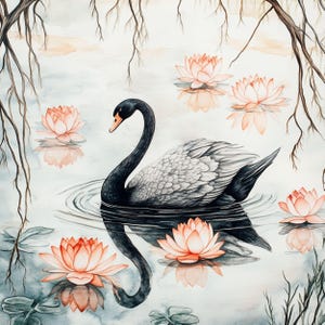May include: A black swan with a gray body swims in a pond with pink water lilies. The swan's reflection is visible in the water.