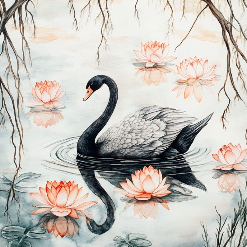 May include: A black swan with a gray body swims in a pond with pink water lilies. The swan's reflection is visible in the water.