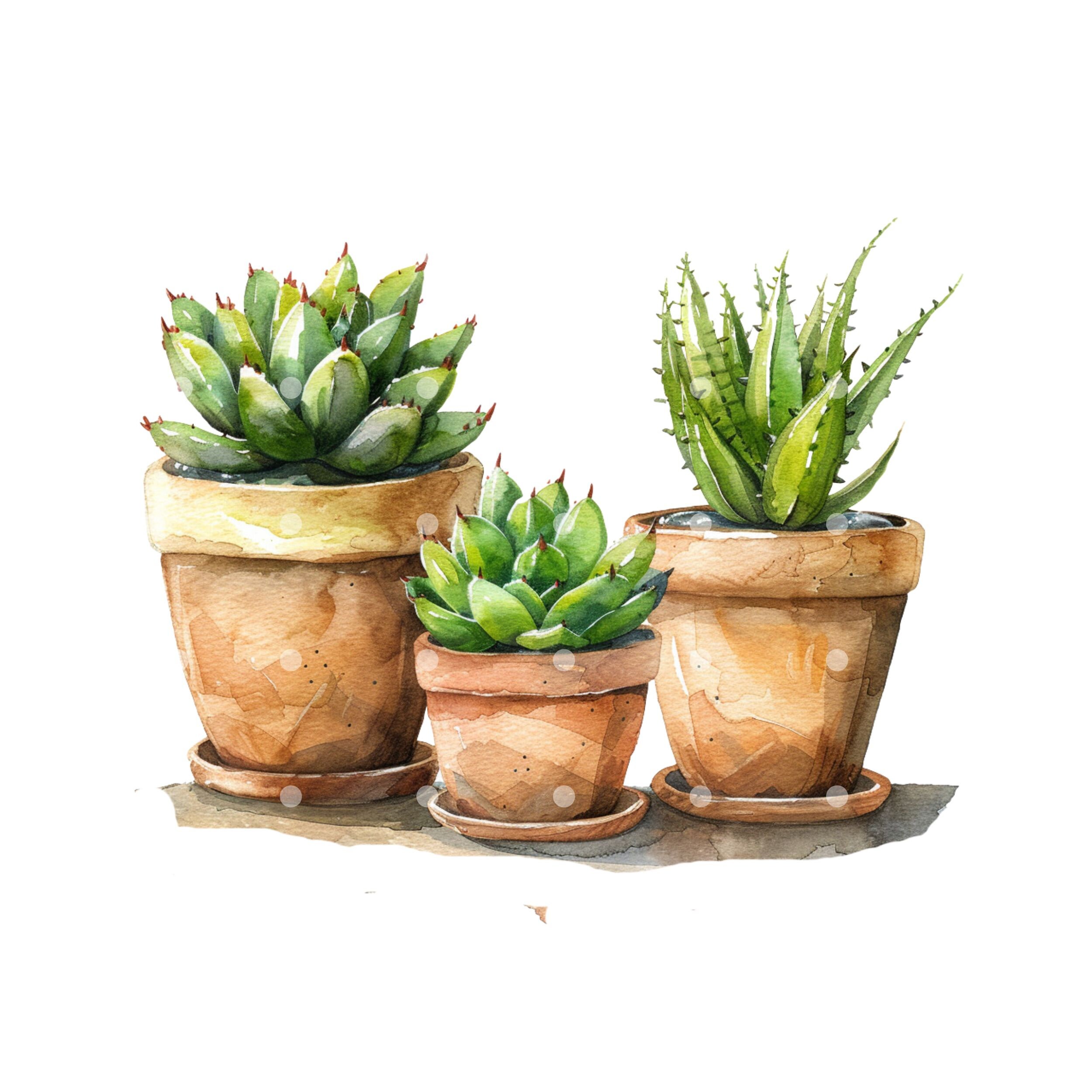 12 Succulents Clipart, PNG, Succulent Flowers Png, Printable Watercolor ...