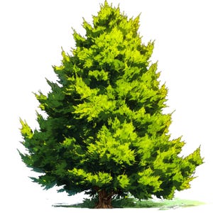 12 PNG genévrier vert arbre Clipart, arbre à feuilles persistantes PNG, nature aquarelle arbres, fond Transparent, paysage forestier, téléchargement numérique