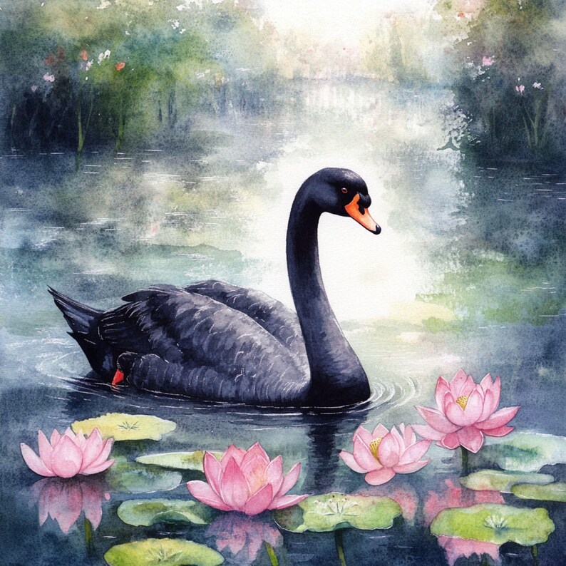 May include: A black swan with an orange beak swims in a pond with pink water lilies. The water is a light blue color and the background is a soft green.