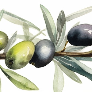 Peut inclure: Une peinture &agrave; l'aquarelle d'une branche d'olivier avec des feuilles vertes et des olives vertes et noires.
