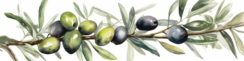 Peut inclure: Une peinture &agrave; l'aquarelle d'une branche d'olivier avec des feuilles vertes et des olives vertes et noires.