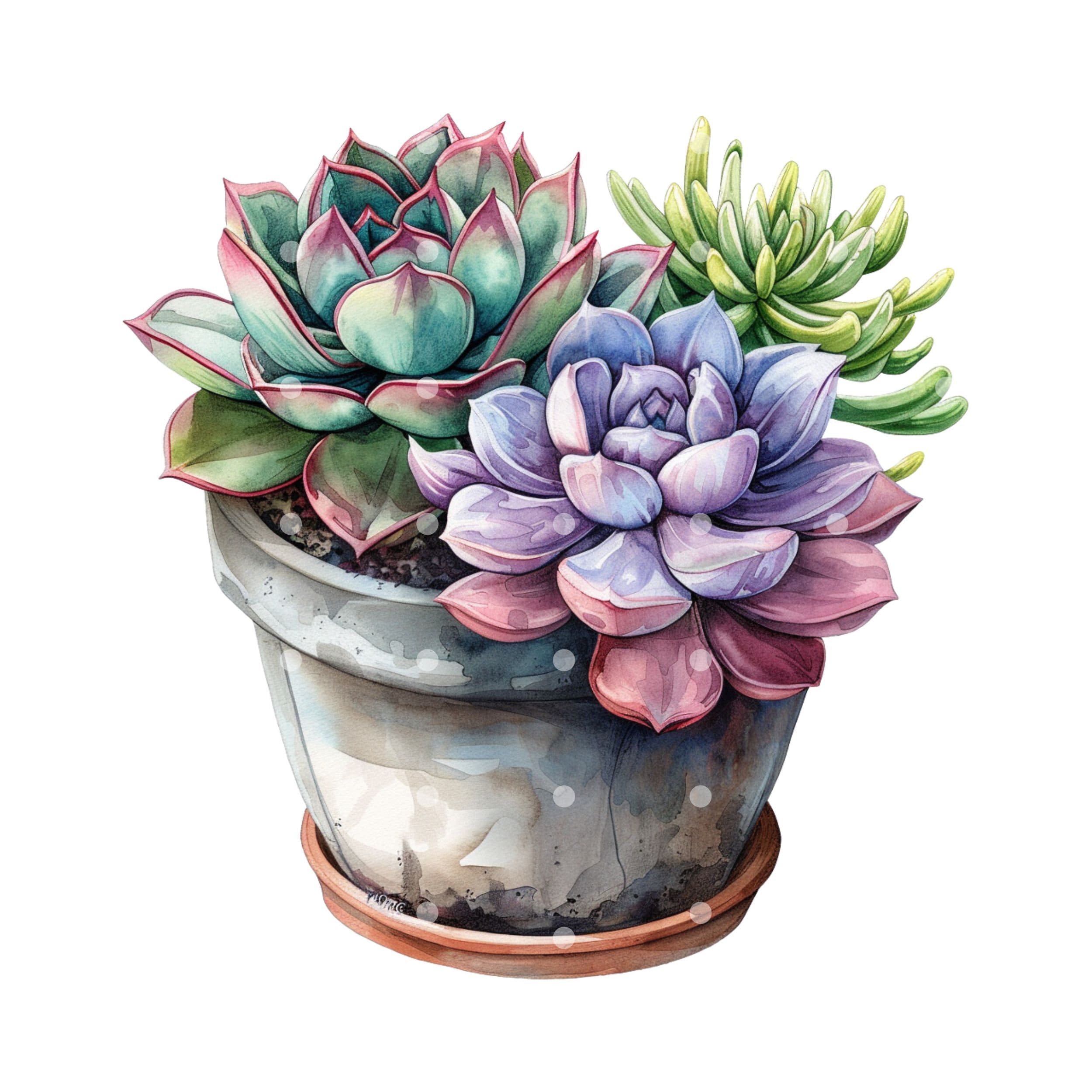12 Succulents Clipart, PNG, Succulent Flowers Png, Printable Watercolor ...
