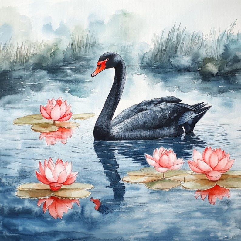 May include: A black swan with a red beak swims in a pond with pink water lilies. The water is a light blue color and the background is a soft gray.