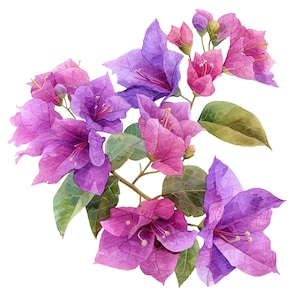 12 cliparts de bougainvilliers aquarelles, clipart PNG. Bougainvilliers à l'aquarelle. Clipart aquarelle imprimable, image de bougainvillier pour clipart