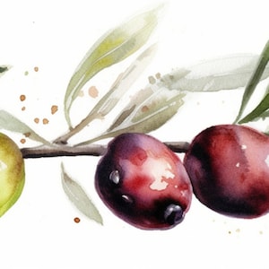 Peut inclure: Une peinture &agrave; l'aquarelle d'une branche d'olivier avec des feuilles vertes et cinq olives. Les olives sont vertes, violettes et rouges.