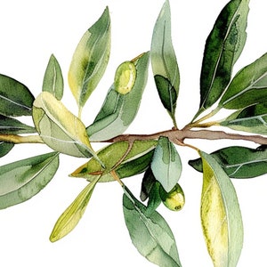 Peut inclure: Peinture &agrave; l'aquarelle d'une branche d'olivier verte avec des feuilles et de petites olives vertes. La branche est repr&eacute;sent&eacute;e en orientation horizontale, avec les feuilles et les olives s'&eacute;tendant &agrave; partir de la tige centrale.
