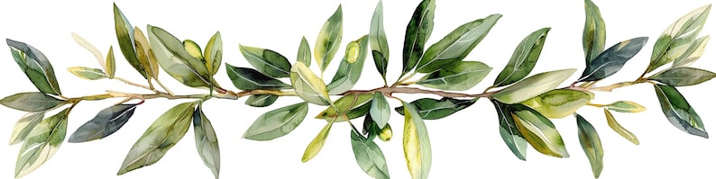 Peut inclure: Peinture &agrave; l'aquarelle d'une branche d'olivier verte avec des feuilles et de petites olives vertes. La branche est repr&eacute;sent&eacute;e en orientation horizontale, avec les feuilles et les olives s'&eacute;tendant &agrave; partir de la tige centrale.