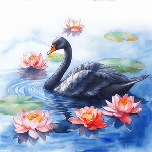 May include: A black swan with an orange beak swims in a pond with pink water lilies. The water lilies have green leaves and are floating on the surface of the water.