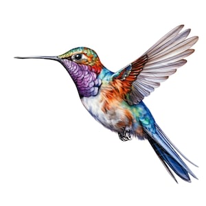 Watercolor Hummingbird Clipart: Colorful Flying PNG Illustrations (Digital Download)