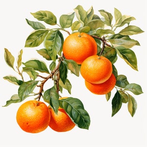 Orange Branch Watercolor Clipart: Wreath Design (Digital Download)