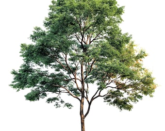 Set di clipart PNG di alberi ad acquerello: vegetazione forestale (download digitale), clipart estive