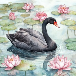 May include: A black swan swims in a pond with pink water lilies. The swan has a long neck and a black beak. The water lilies have pink petals and green leaves.
