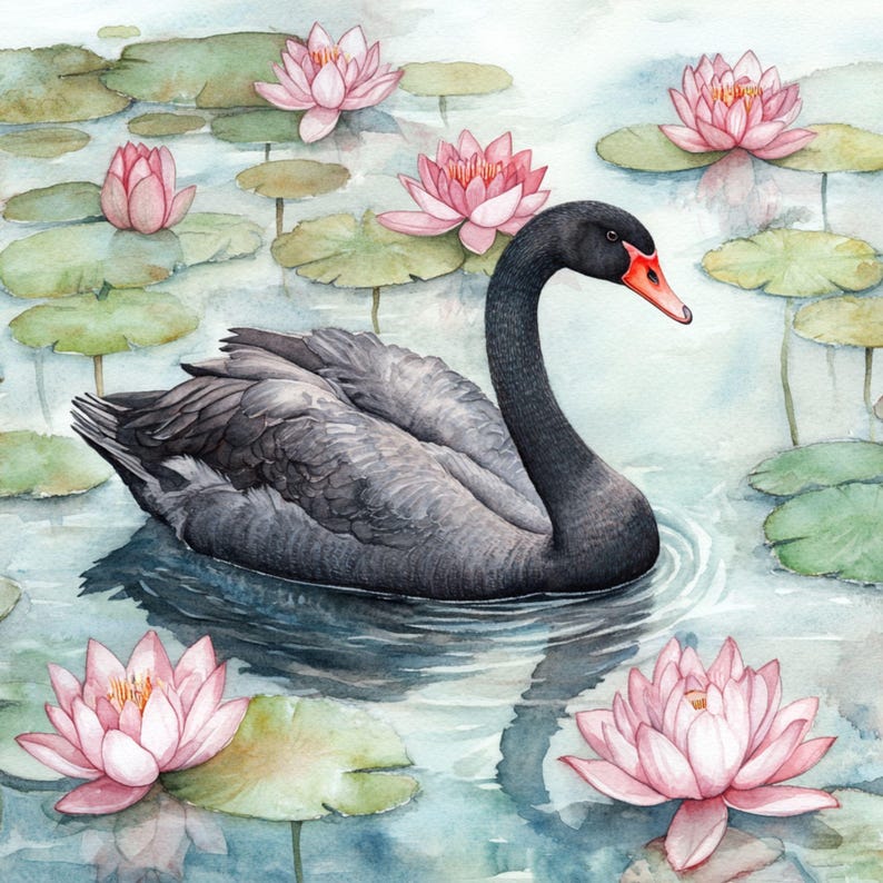 May include: A black swan swims in a pond with pink water lilies. The swan has a long neck and a black beak. The water lilies have pink petals and green leaves.
