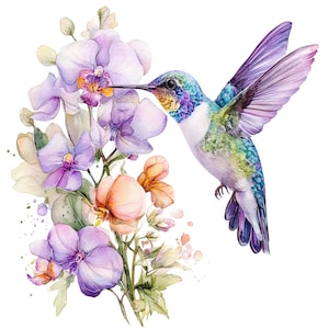 Watercolor Hummingbird Clipart: Floral Bird PNG Images (Digital Download, 5000x5000 px)