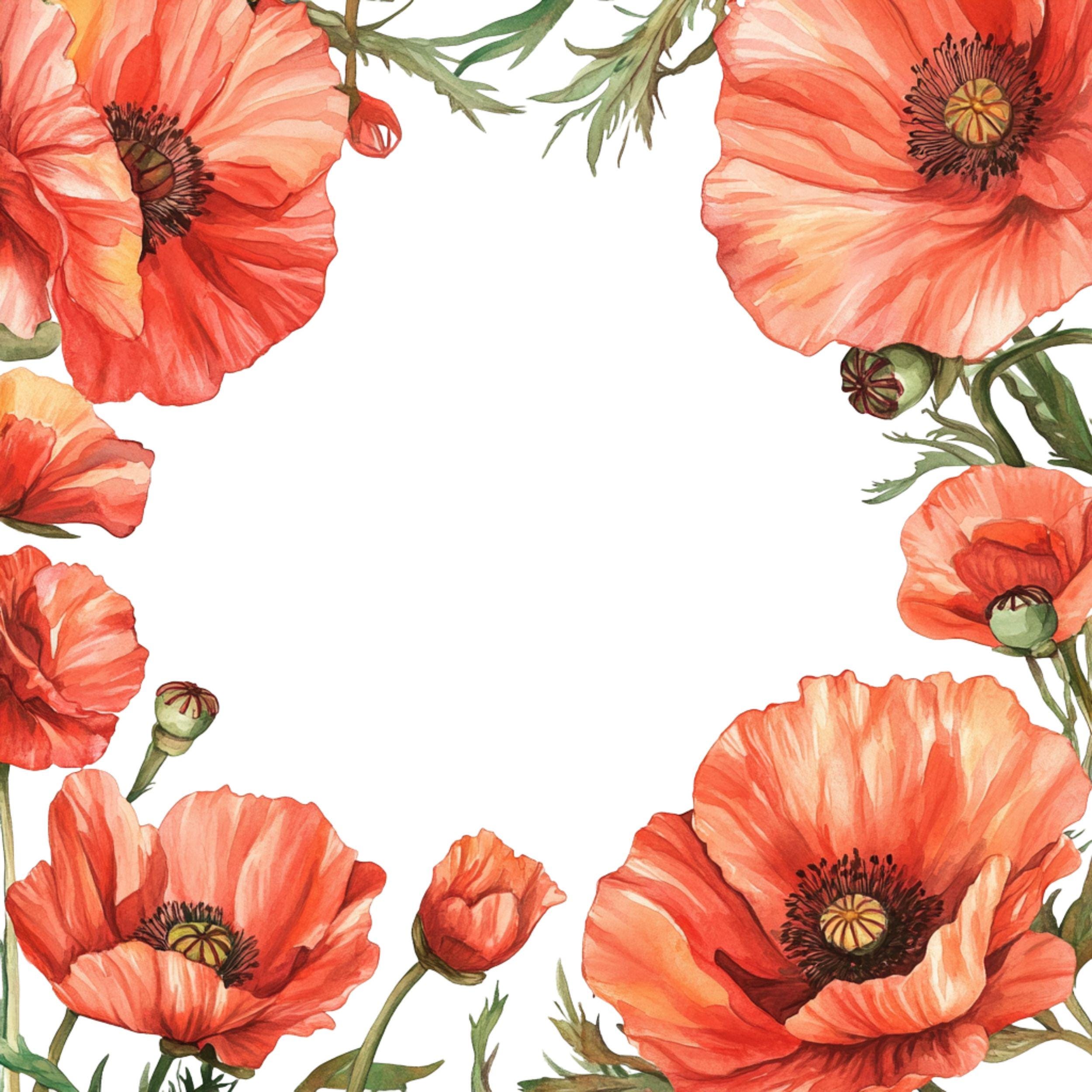 14 Watercolor Red Poppy Frames Clipart, High-quality PNG, Digital ...