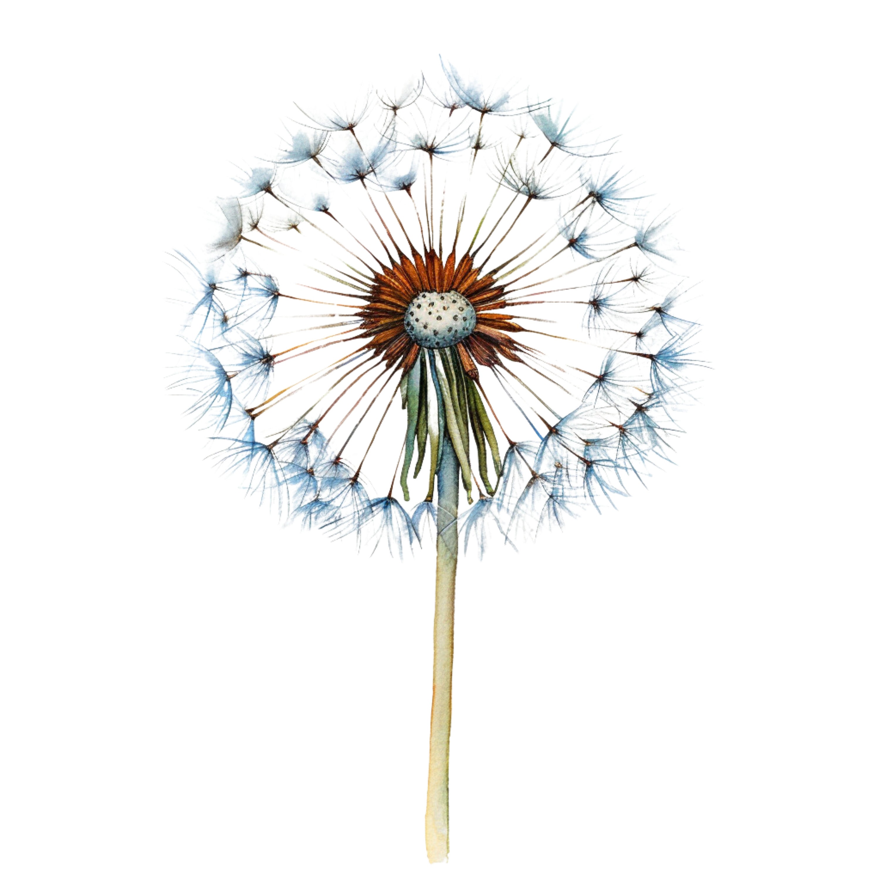 15 PNG DANDELION Clipart. Transparent Background Png Dandelions Clipart ...