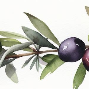 Peut inclure: Une peinture &agrave; l'aquarelle d'une branche d'olivier avec des feuilles vertes et des olives. Certaines olives sont vertes et d'autres sont violettes.