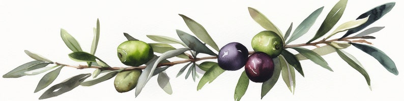 Peut inclure: Une peinture &agrave; l'aquarelle d'une branche d'olivier avec des feuilles vertes et des olives. Certaines olives sont vertes et d'autres sont violettes.