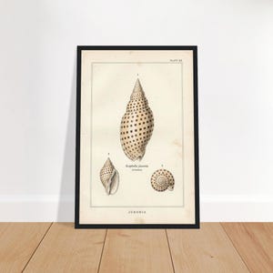 May include: A framed wall art print featuring a vintage-style scientific illustration of three Scaphella junonia seashells. The print displays the shells in beige and brown tones with the text PLATE XII, Scaphella junonia, and JUNONIA.