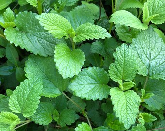 Lemon Balm Tincture, Made with freshly gathered Melissa officinalis, July 2025 Batch