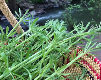 Cleavers Tincture, Made with freshly gathered Galium aparine, 2026 Batch
