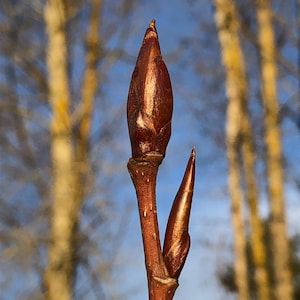 May include: Close-up of a brown tree bud with a pointed tip, set against a blurred background of bare tree branches and a blue sky. The bud is smooth and shiny, with a reddish-brown hue, and is attached to a thin, brown stem.