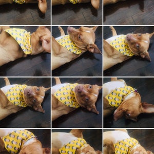 May include: A brown and white dog wearing a yellow bandana with a printed image of a person's face. The dog is lying on its back with its legs in the air.