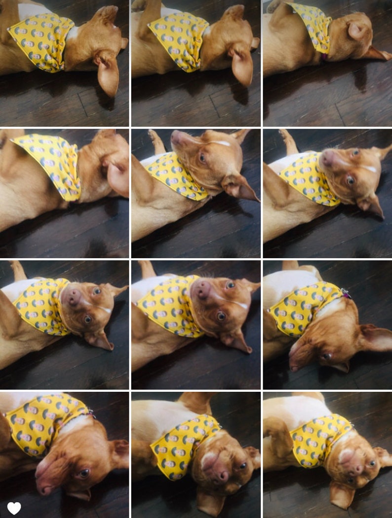 May include: A brown and white dog wearing a yellow bandana with a printed image of a person's face. The dog is lying on its back with its legs in the air.