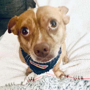 May include: A small, light brown dog with a white stripe on its head and a blue bandana. The bandana has a colorful logo that reads "SPURS". The dog is sitting on a white blanket and looking directly at the camera.