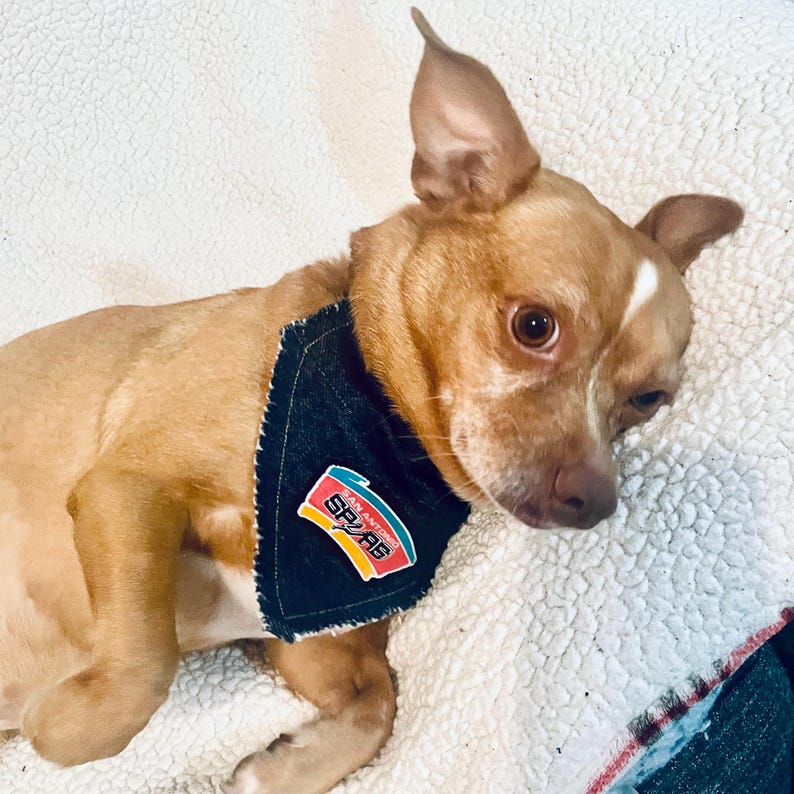 May include: A light brown dog wearing a dark blue denim bandana with a colorful San Antonio Spurs logo. The dog is lying on a white, textured surface.