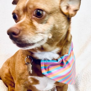 May include: A small, light brown dog with a white chest and a colorful striped bandana. The dog is wearing a tag on its collar. The bandana features stripes of pink, orange, blue, and purple.