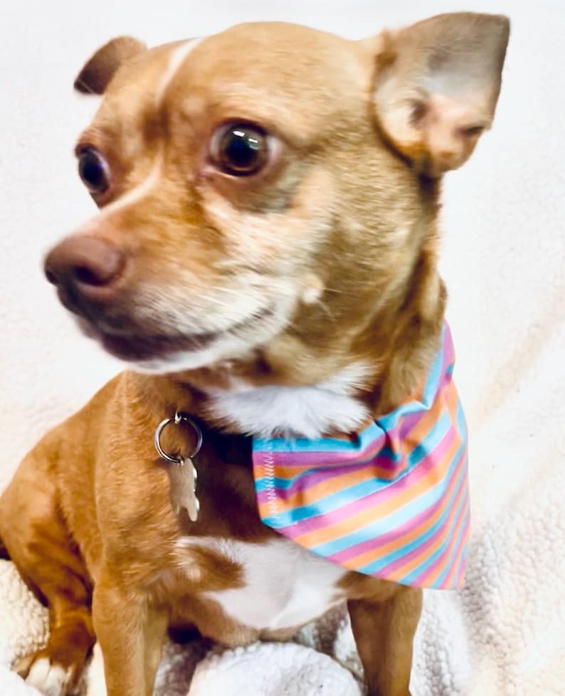 May include: A small, light brown dog with a white chest and a colorful striped bandana. The dog is wearing a tag on its collar. The bandana features stripes of pink, orange, blue, and purple.