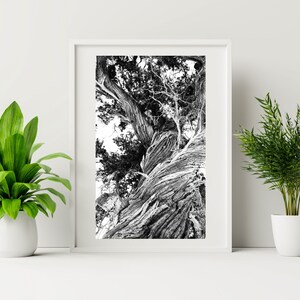 Cedar Trees Photo Wall Art Digital Prints Livingroom Wall Decor Greek Island Nature Landscape Wall Art Black and White Trees Triptych zdjęcie 5