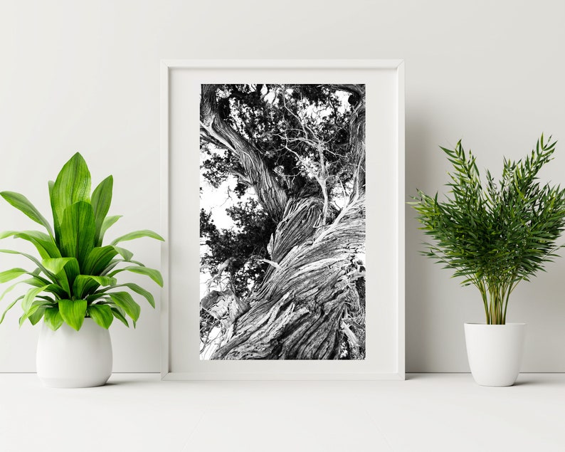 Cedar Trees Photo Wall Art Digital Prints Livingroom Wall Decor Greek Island Nature Landscape Wall Art Black and White Trees Triptych zdjęcie 5