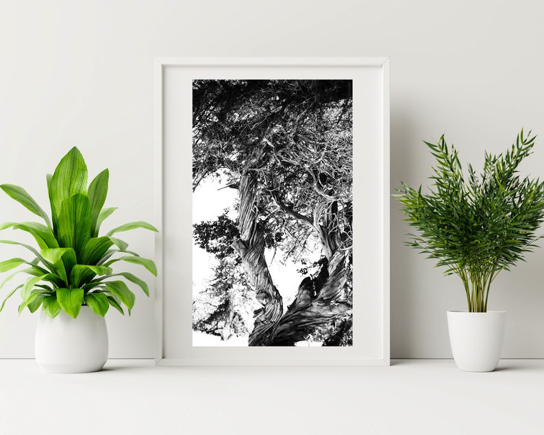 Cedar Trees Photo Wall Art Digital Prints Livingroom Wall Decor Greek Island Nature Landscape Wall Art Black and White Trees Triptych zdjęcie 4