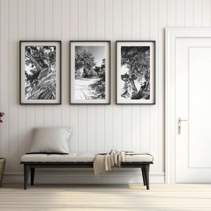 Cedar Trees Photo Wall Art Digital Prints Livingroom Wall Decor Greek Island Nature Landscape Wall Art Black and White Trees Triptych zdjęcie 1