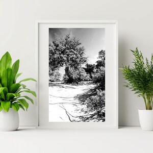 Cedar Trees Photo Wall Art Digital Prints Livingroom Wall Decor Greek Island Nature Landscape Wall Art Black and White Trees Triptych zdjęcie 3