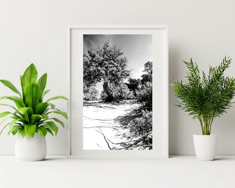 Cedar Trees Photo Wall Art Digital Prints Livingroom Wall Decor Greek Island Nature Landscape Wall Art Black and White Trees Triptych zdjęcie 3