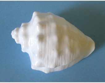 Vintage Conch Shell Bone China Trinket Stash Keepsake Box Seashell Ocean Beach Cottage Decor