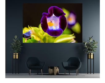 Peut inclure: Une fleur de Torenia vibrante aux pétales violet foncé avec un centre jaune vif et une gorge blanche, sur un fond sombre avec un feuillage vert doux visible à la base de la fleur dans cette impression botanique détaillée.
