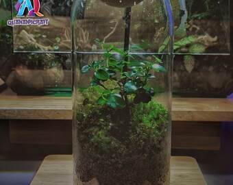 Unique and Sustainable: Shop Our Terrariums for Sale