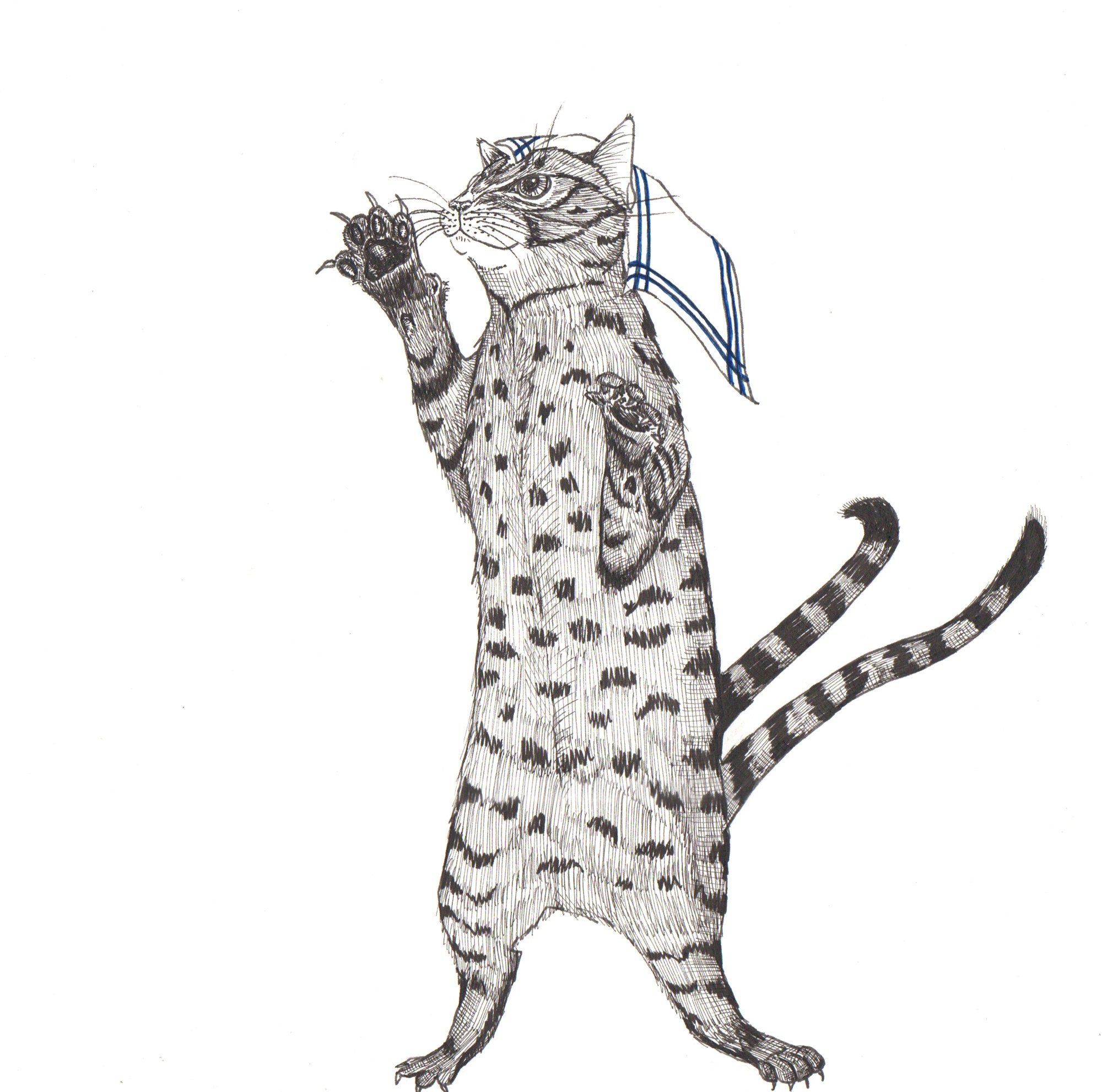 Cat Standing Up Drawing