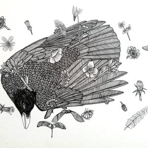 Dead Crow ORYGINALNE dzieło sztuki Rysunek tuszem Archiwalny czarny tusz na papierze Hot Press 8,5 x 11,5