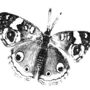 May include: A black and white halftone image of a butterfly with red and white markings on its wings.