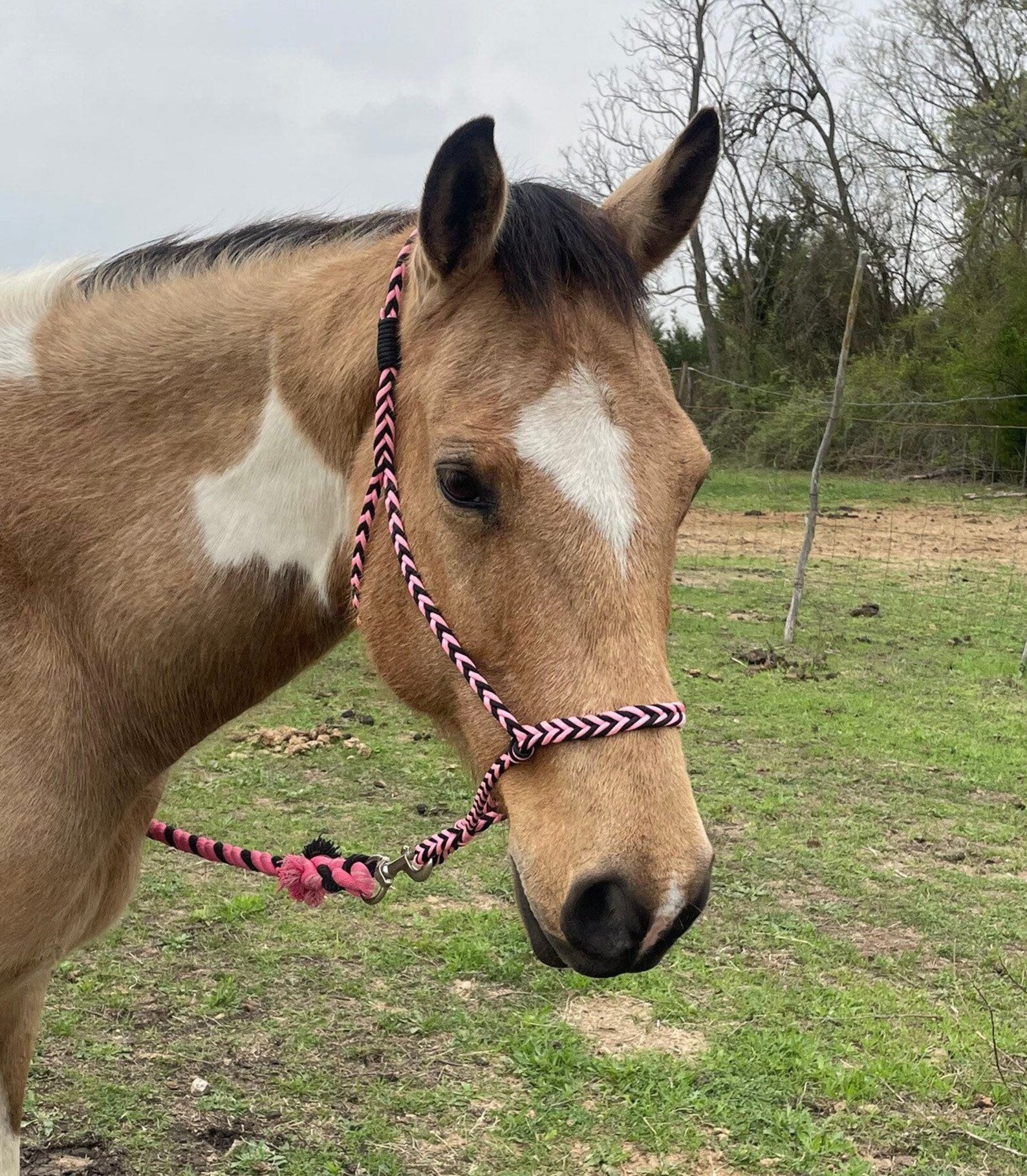 Paracord Horse Halter Custom rope halter style pink horse Etsy