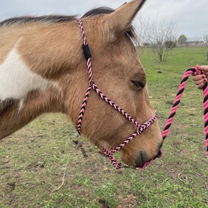 Może przedstawiać: Jasnobrązowy i biały koń w różowo-czarnym kantarze linowym. Kantar jest pleciony i ma pasującą linę. Koń znajduje się na trawiastym polu pod zachmurzonym niebem.